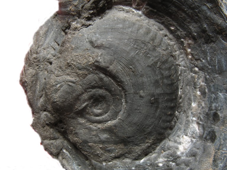 Hecticoceras2.jpg Hecticoceras2.jpg