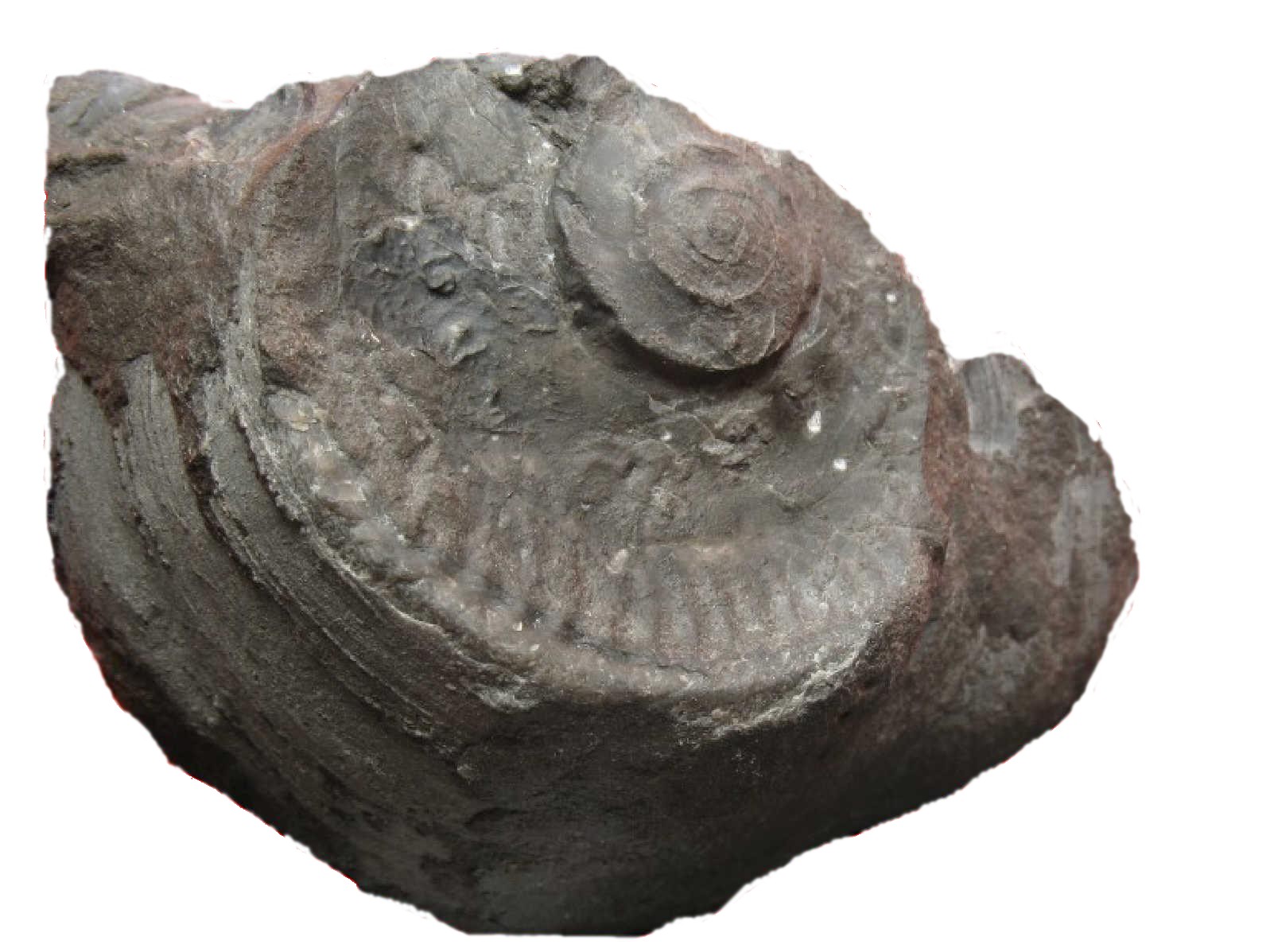Hecticoceras3.jpg Hecticoceras3.jpg