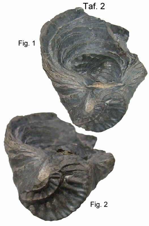 Taf._2__526_x_793_.jpg Taf._2__526_x_793_.jpg