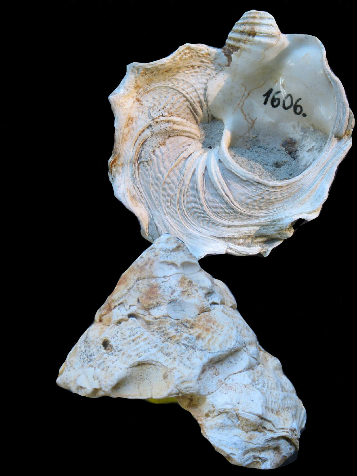xenophora_001.jpg xenophora_001.jpg