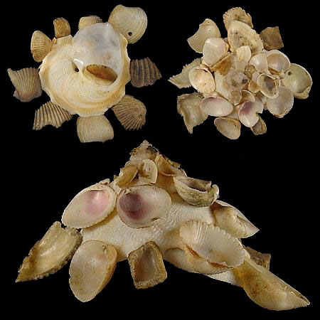 xenophoracrispa61as_1.jpeg xenophoracrispa61as_1.jpeg