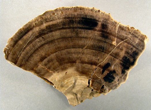 Holz_01_a.jpg Holz_01_a.jpg