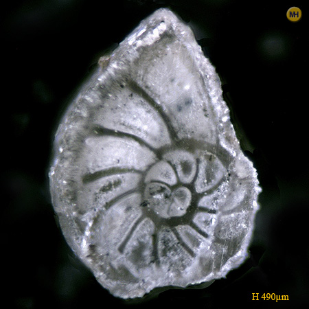 lenticulina_muensteri6_kleby.jpg lenticulina_muensteri6_kleby.jpg