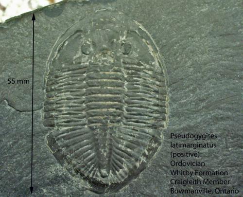 med_gallery_77_48_316393.jpg med_gallery_77_48_316393.jpg