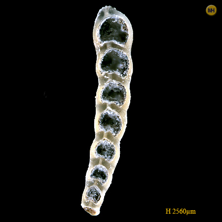 nodosaria_intermittens4_kobrow.jpg nodosaria_intermittens4_kobrow.jpg