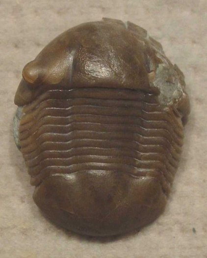 wbtrilo30.jpg wbtrilo30.jpg