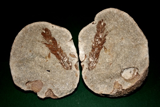 Fossilien_003.jpg Fossilien_003.jpg