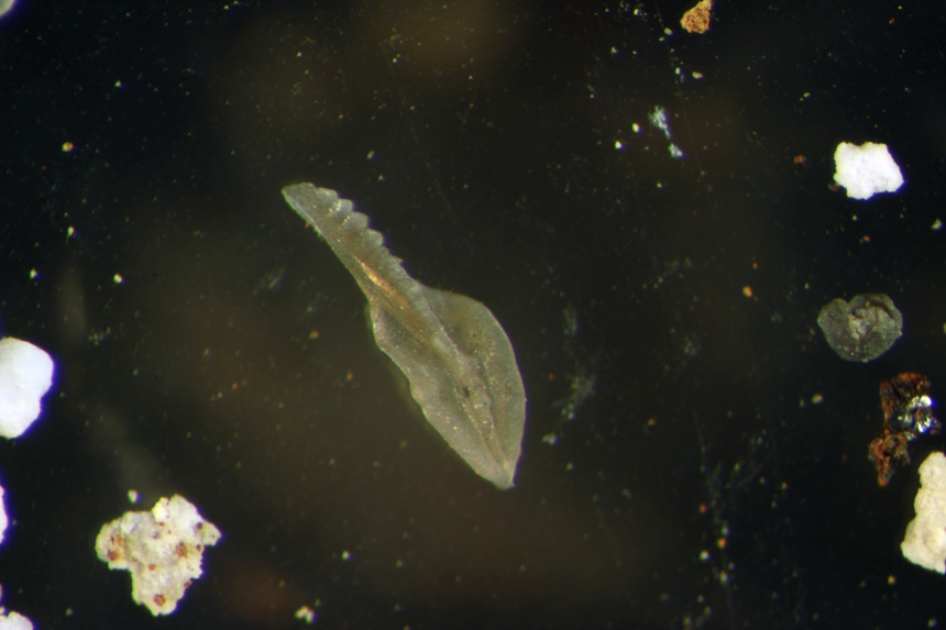 Steinkern.de Die Spannende Winzlinge Conodonten