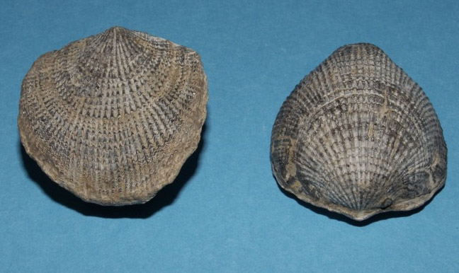 Brachiopode