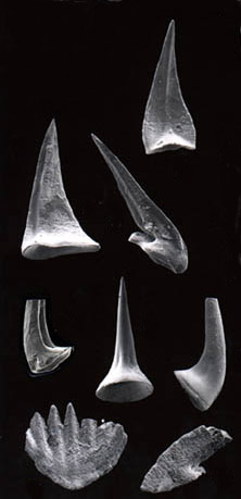 Conodonten