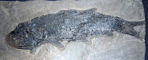 Fisch