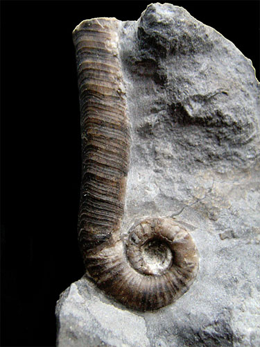 Orthocerat
