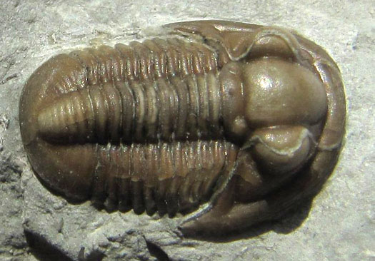 Trilobit