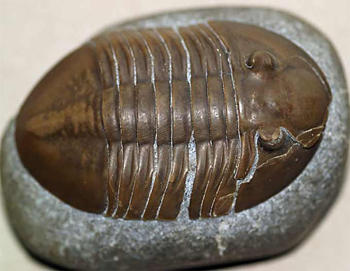 Trilobit