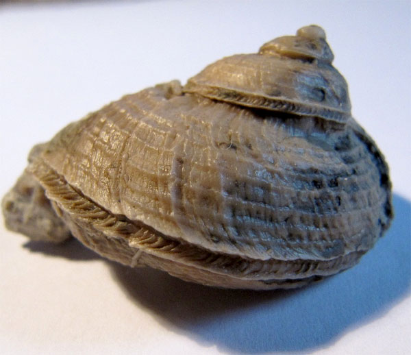 Schnecke