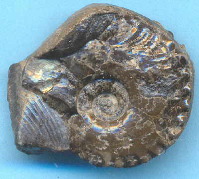 Distichoceras_horst_gradl.jpg Distichoceras_horst_gradl.jpg