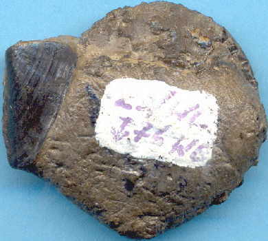 Distichoceras_horst_gradl2.jpg Distichoceras_horst_gradl2.jpg