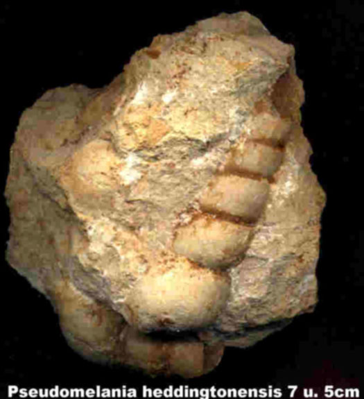 paul_Pseudomelania1.jpg paul_Pseudomelania1.jpg