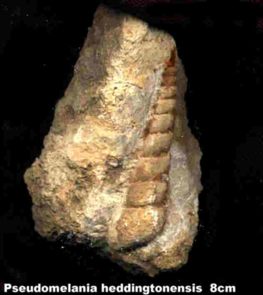 paul_Pseudomelania2.jpg paul_Pseudomelania2.jpg