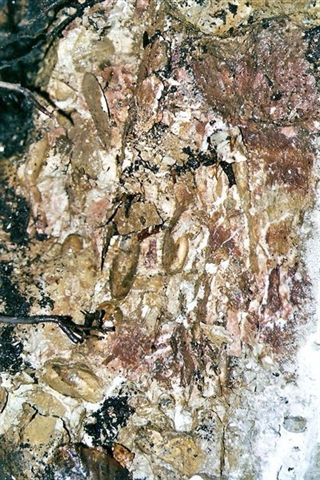Scannen0011.jpg Scannen0011.jpg