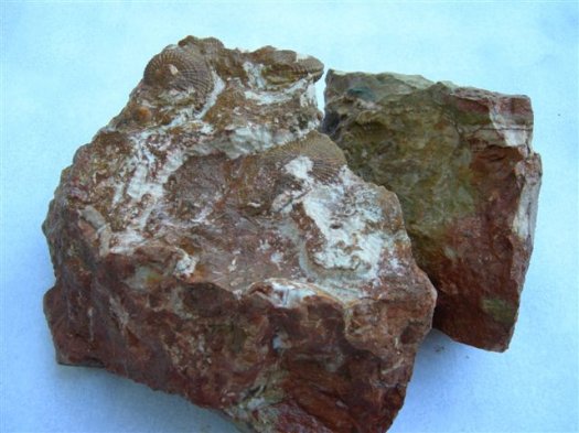 austriacum013.jpg austriacum013.jpg