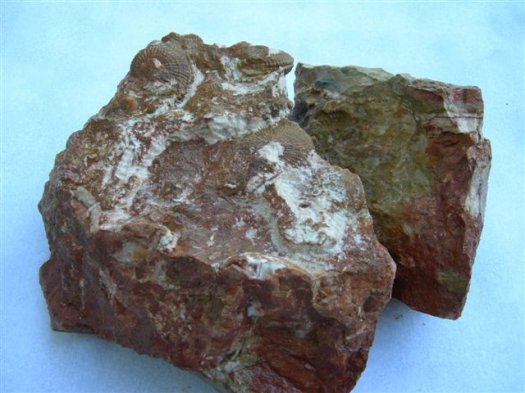 austriacum013.jpg