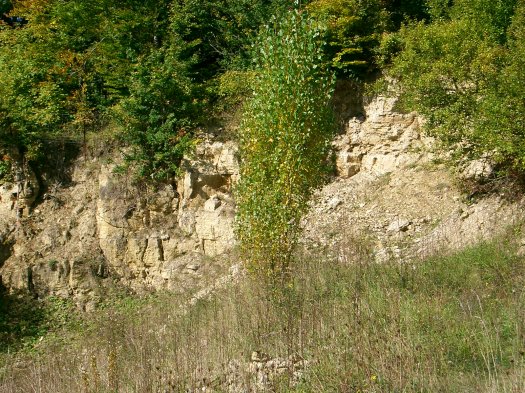 ab2schichtendestrochitenkalkes.JPG ab2schichtendestrochitenkalkes.JPG