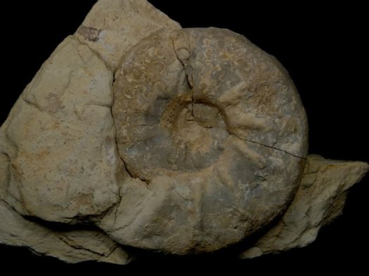 abb6ceratit_02.JPG abb6ceratit_02.JPG