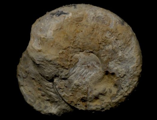 abb7ceratit_03r.JPG abb7ceratit_03r.JPG