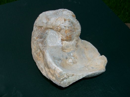 abb8germanonautilus.JPG abb8germanonautilus.JPG