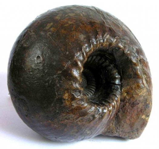 paul_winkler_cadoceras.JPG paul_winkler_cadoceras.JPG