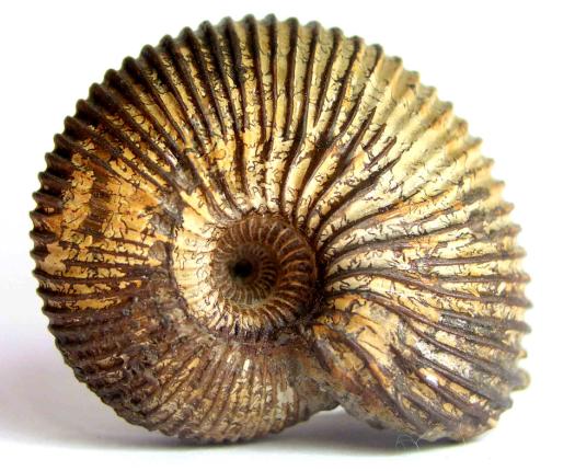 paul_winkler_macrocephalus.JPG paul_winkler_macrocephalus.JPG