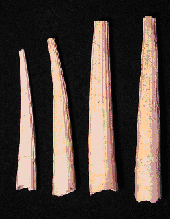 Dentalium_dentale.jpg Dentalium_dentale.jpg