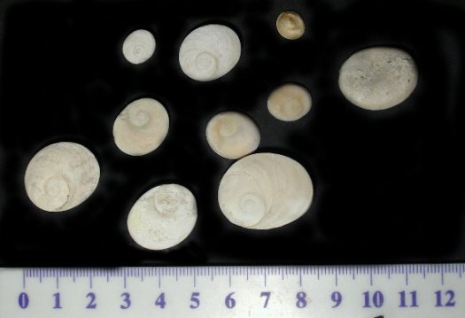 div_opercula.jpg div_opercula.jpg