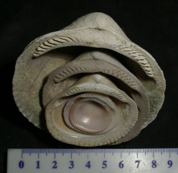 glycimeris_sp.jpg glycimeris_sp.jpg