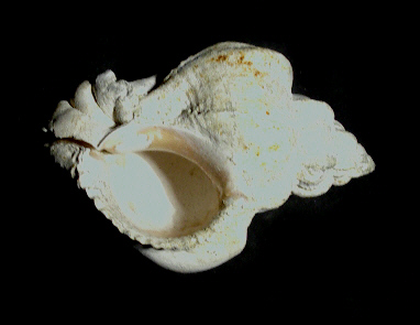 murex_trunculus_8cm.jpg murex_trunculus_8cm.jpg