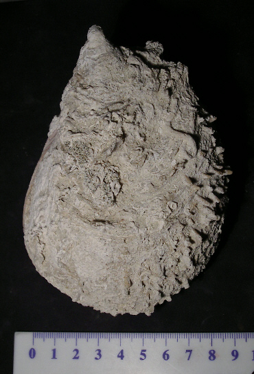 spondylus-gaederopus-sp_1.jpg spondylus-gaederopus-sp_1.jpg