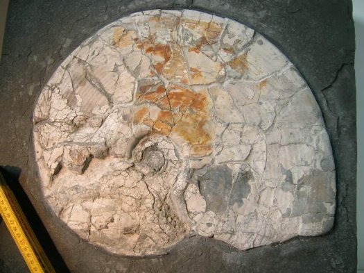 Bild2.jpg Bild 2 - Groß-Amaltheus
