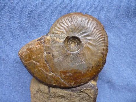graphoceras_decorum_roger_furze.jpg graphoceras_decorum_roger_furze.jpg
