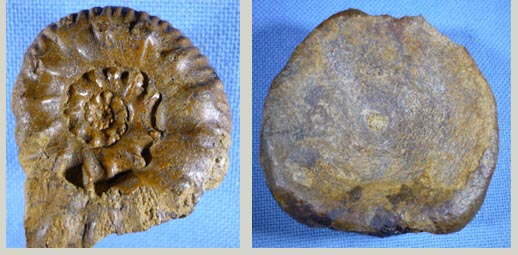 ichthyowirbel_hammatoceras.jpg ichthyowirbel_hammatoceras.jpg