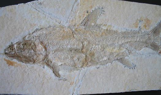 1_Caturus_ca_30cm_roh.jpg 1_Caturus_ca_30cm_roh.jpg