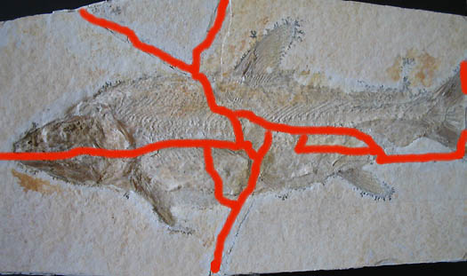 1_Caturus_ca_30cm_roh_Risse_angezeichnet.jpg 1_Caturus_ca_30cm_roh_Risse_angezeichnet.jpg