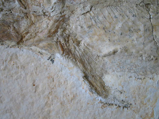 2_2_Detail_Brustflosse_45mm_lang.jpg 2_2_Detail_Brustflosse_45mm_lang.jpg