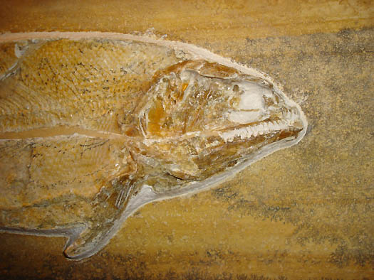 8Detail_Kopf.JPG 8Detail_Kopf.JPG