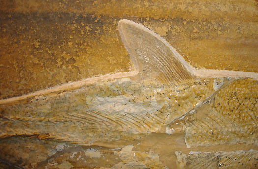 8_1_Detail_Rueckenflosse.jpg 8_1_Detail_Rueckenflosse.jpg