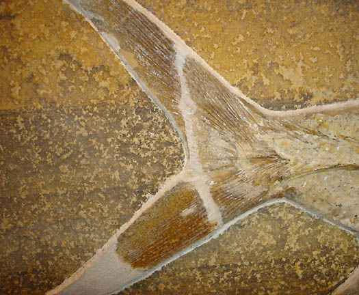 8_3Detail_Schwanzflosse.JPG 8_3Detail_Schwanzflosse.JPG