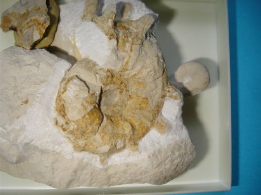 1_Pseudojacobites_farmery.JPG 1_Pseudojacobites_farmery.JPG