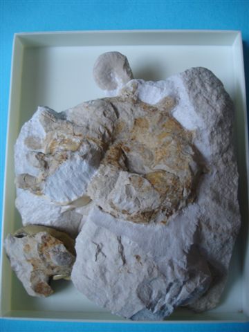2_Pseudojacobites_farqmery.JPG 2_Pseudojacobites_farqmery.JPG