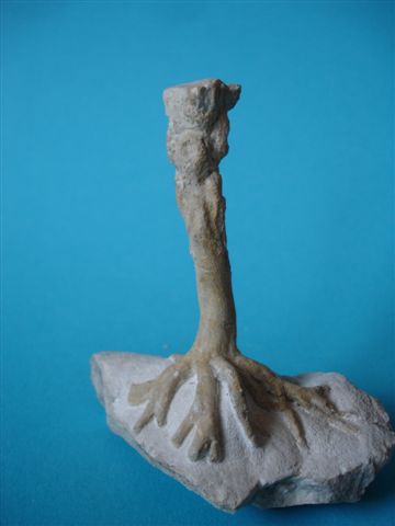 36.JPG 36.JPG