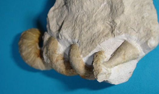 3_Hypanthoceras_reussianum.jpg 3_Hypanthoceras_reussianum.jpg